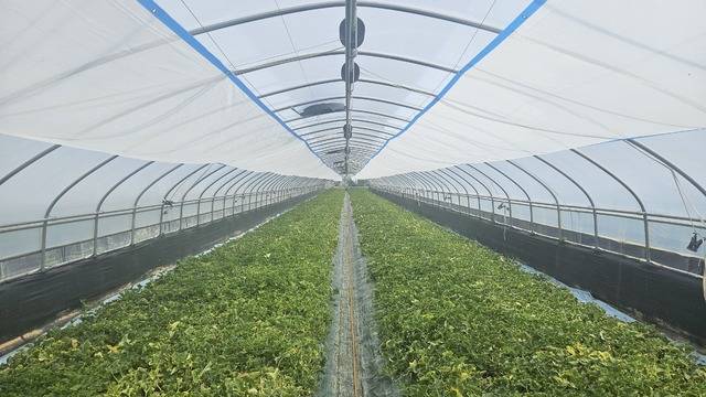 고온기 자동 내부 차광막 시설 성주농업기술센터 제공