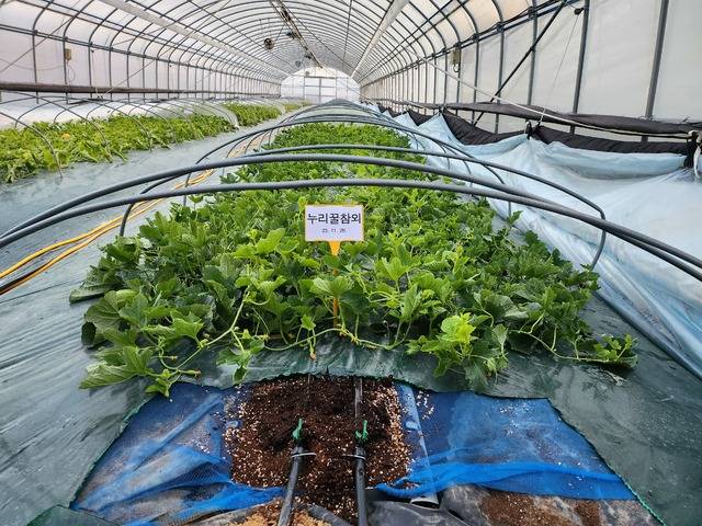 포복형 수경재배 시험. 성주농업기술센터 제공