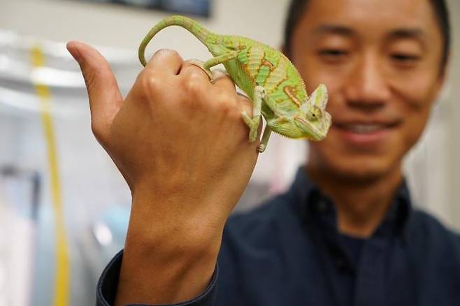 유 젱(Yu Zeng) 미국 사우스플로리다대(USF) 연구원이 연구에 활용한 카멜레온 모습./미국 사우스플로리다대(USF)