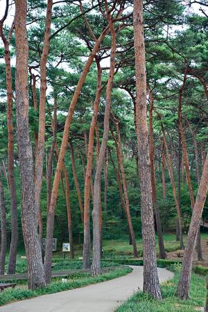 태안 소나무숲(최갑수)