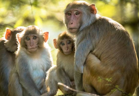 인도 우타르프라데시주 한 마을에서 야생 원숭이 떼가 생후 2개월 된 아기를 집 안에서 납치해 물통에 빠뜨려 숨지게 한 사건이 일어났다. 사진은 본 기사 내용과 무관. [사진=sapiens]