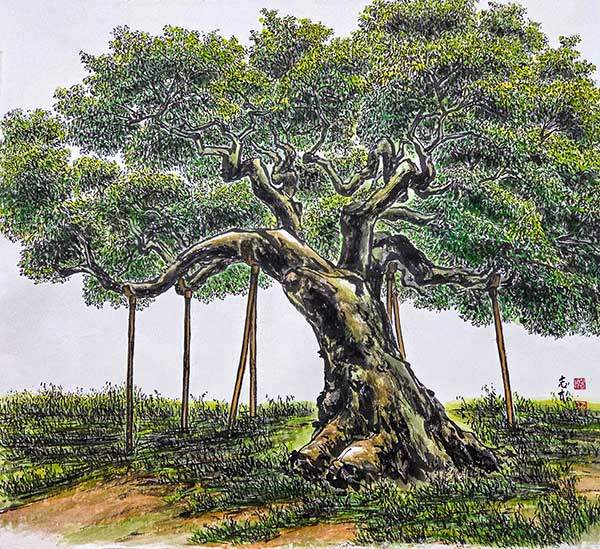 청주 공북리 음나무. 85×76cm 한지에 수묵담채. 충북 청주시 흥덕구 오송읍 공북리318-2에 위치한 음나무는 1982년 11월 9일 대한민국 천연기념물 제305호로 지정됐다. 수령은 약 700년이지만 아직도 젊고 건강하고 위풍당당한 모습이 경이롭다.