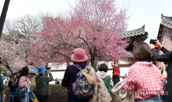 통도사 홍매화 양산시 제공