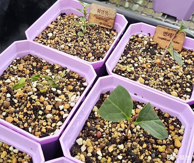 아널드수목원에서 들여와 국립수목원이 증식 중인 우리 식물들.
포천=김선미 기자 kimsunmi@donga.com