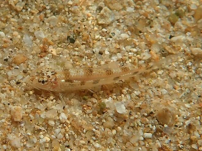 5일 감천-낙동강 합류부에서 발견된 멸종위기종 흰수마자. 성무성 제공