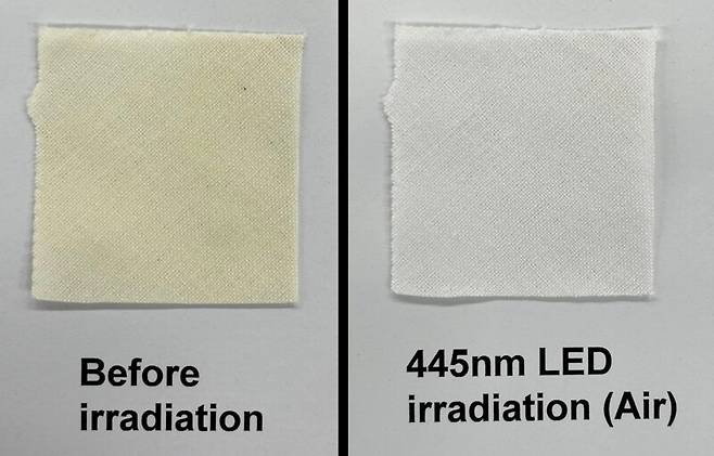 노란색 얼룩이 묻은 면(왼쪽)을 파란색 LED 조명에 10분간 비추자 얼룩이 사라졌다. 미국화학회 제공
