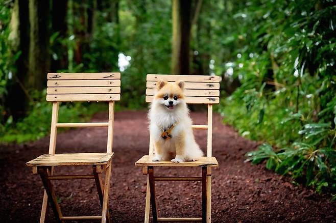비밀의 숲  / 사진=제주관광공사