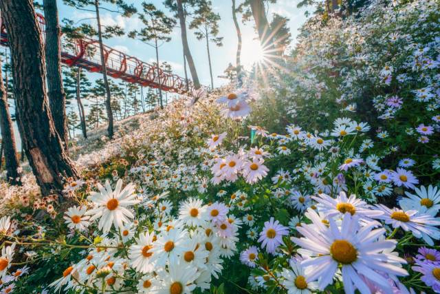 구절초가 만개한 산청 동의보감촌./경남도/