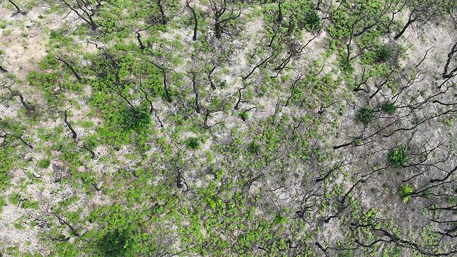 지난 8월 말 경북 의성 점곡면 사촌리 숲 일대에서 활엽수들이 자라나고 있다. 녹색연합