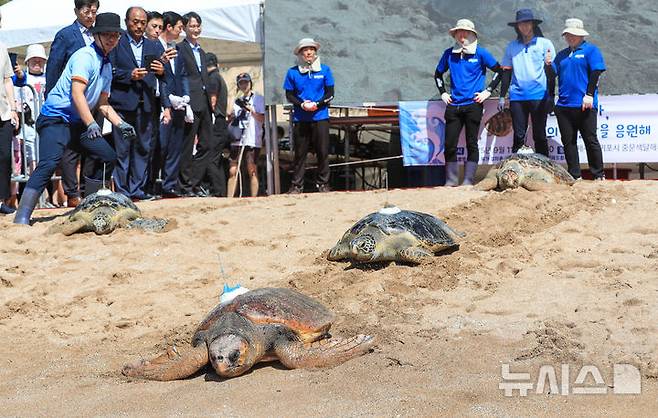 [서귀포=뉴시스] 우장호 기자 = 11일 오전 제주 서귀포시 중문 색달해변에서 해양수산부(해수부) 주최로 열린 '바다거북 자연방류' 행사에서 바다거북이들이 방류되고 있다. 해수부에 따르면 이번에 방류되는 바다거북 13마리는 야생에서 구조돼 치료받거나 인공부화에 성공한 개체다. 2025.09.11. woo1223@newsis.com