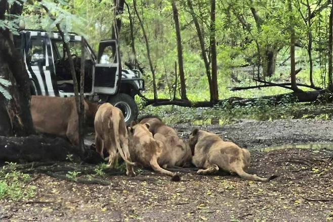 지난 10일 태국 방콕 사파리월드에서 사자 무리가 사육사를 공격하고 있다. 방콕포스트 캡처