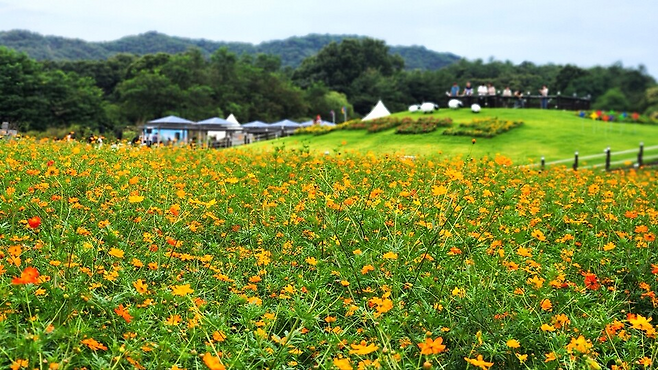 ▲ 양주 나리공원을 찾은 방문객들이 꽃길을 거닐며 가을 정취를 만끽하고 있다.