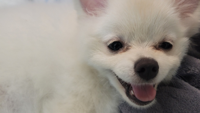 사건 직후 동물병원으로 옮겨져 치료를 받는 '보아'의 모습. 동물자유연대 제공