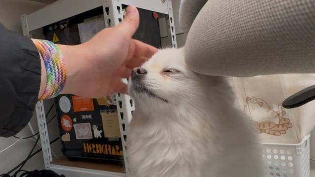 지난 13일 경기 남양주시 동물자유연대 온센터에서 만난 보아를 취재진이 쓰다듬고 있는 모습. 보아는 사람의 손길을 매우 원하는 것처럼 보였다. 동그람이 정진욱