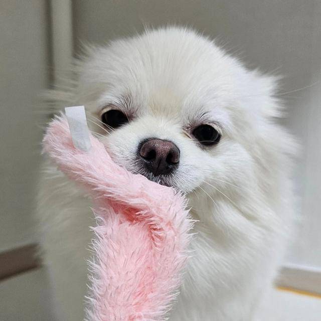 보아가 퇴근 후 보여주는 사랑스러운 모습. 입양을 결심하는 사람은 이 모습을 단독으로 이 집에서 볼 수 있다. 동물자유연대 제공