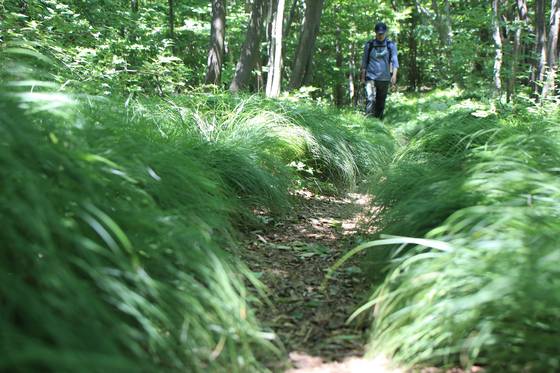 노자산의 능선은 식물의 보고다. 여름철에는 가는잎그늘사초가 초록 융단처럼 깔린다.