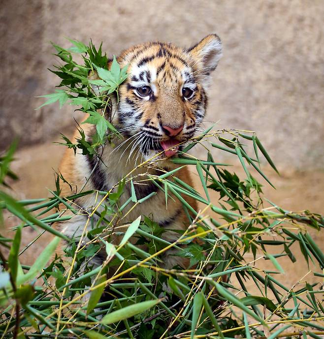 96일차 된 새끼 호랑이. 서울대공원 제공