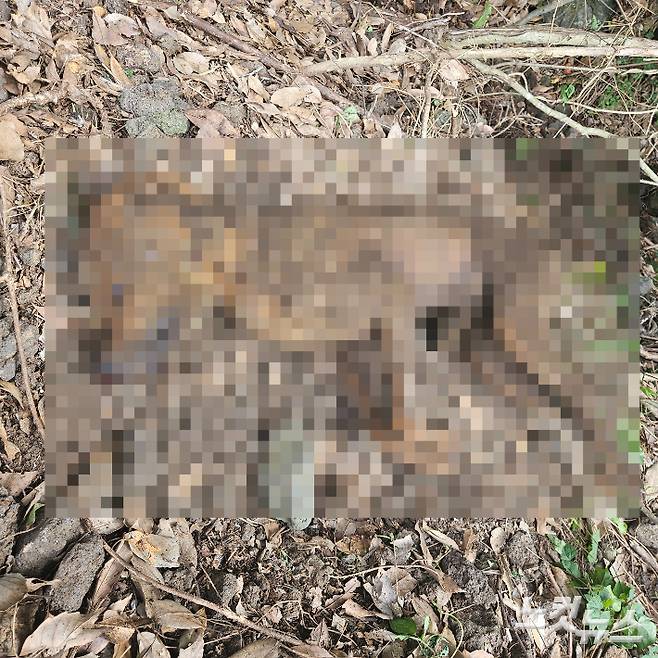 제주 서귀포시 대정읍의 한 임야에서 발견된 불에 그을린 믹스견 사체. 독자 제공