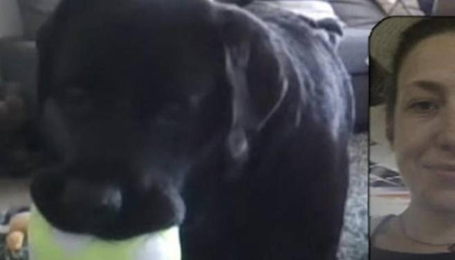 '도그 폰' 활용해 반려견과 영상통화 [일리에나 히르스키-더글러스 교수 홈페이지 캡처. 재판매 및 DB 금지]