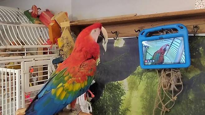 터치스크린을 활용한 앵무새 간 소통 [일리에나 히르스키-더글러스 교수 홈페이지 캡처. 재판매 및 DB 금지]