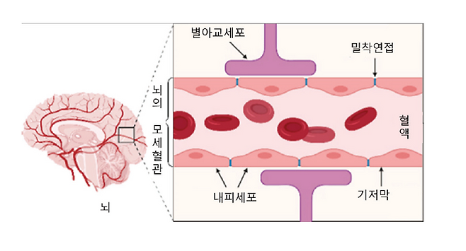 GABA 보충제 먹으면 어떤 효과 있을까? 전문가가