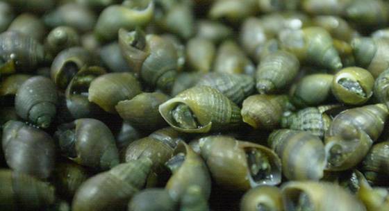 60대 상인이 설익은 다슬기를 먹고 희귀 기생충에 감염됐다. [중앙포토]