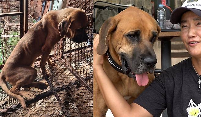 체중이 50㎏에 육박하는 대형 도사견 잭슨이는 지난해 부산에서 적발된 불법 개농장에서 구조됐다. 평생 비좁은 철창에 갇혀 산 탓에 걷는 것조차 못했던 잭슨이는 현재 제보자 이유경(49)씨가 운영하는 은퇴마 목장에서 사회성을 회복했다. 전병준 기자