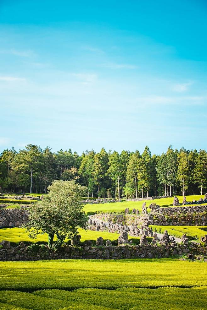 한국 제주 / 사진 = 언스플래쉬