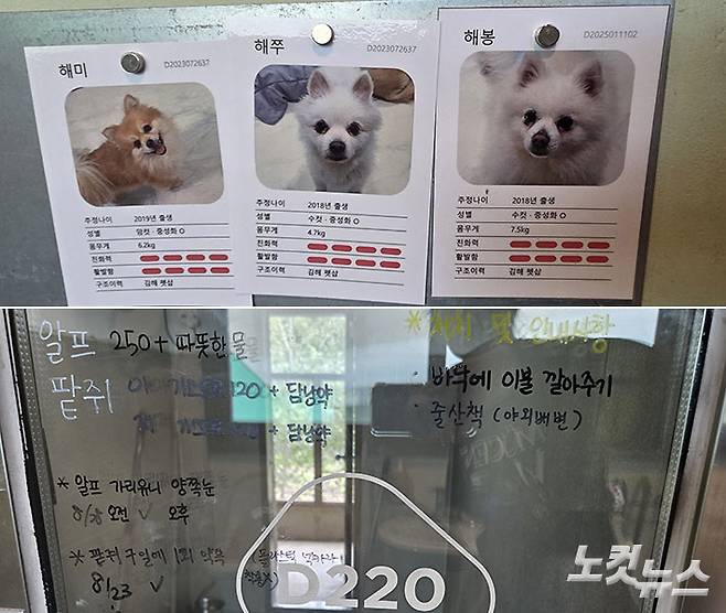 투약 정보가 빼곡한 견사 창문. 양민희 기자