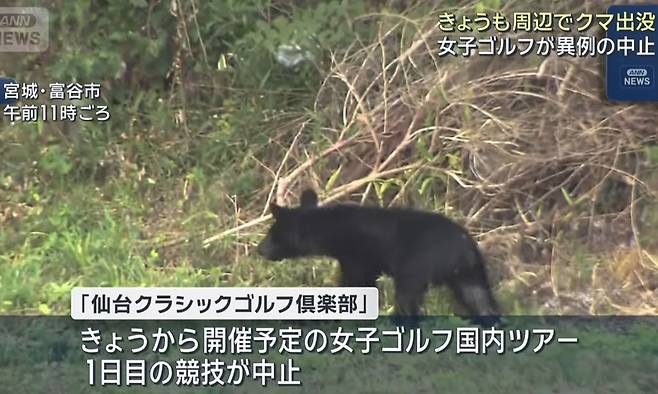 지난 7월17일 일본 미야기현 도미야시 골프장 주변에서 포착된 곰의 모습. 골프장에 출현해 프로 대회를 중지시킨 것과 동일한 개체로 추정됐다. ANN 방송화면 캡처