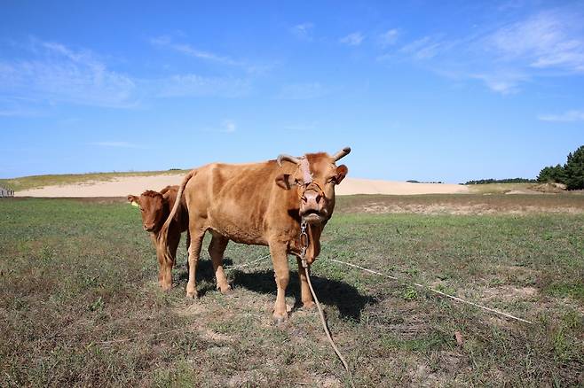 태안 신두리 사구 쇠똥구리 복원용 한우 방목(2020년) [태안군 제공. 재판매 및 DB 금지]