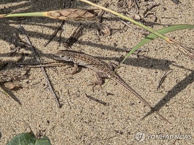 신두리 사구의 표범장지뱀 [촬영 고성식]