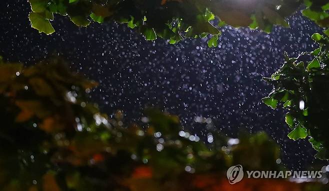 '극한 가뭄' 강릉, 주말 간 비 소식 (강릉=연합뉴스) 류호준 기자 = 12일 강원 강릉 시내 일원에 비가 내리고 있다.
    극심한 가뭄을 겪고 있는 강릉지역에는 주말 간 비가 내릴 전망이다. 2025.9.13 ryu@yna.co.kr