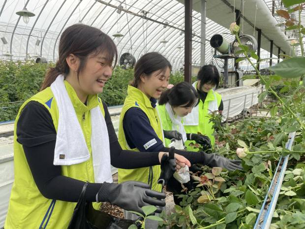곡성 옥과면 화훼농가를 찾아 농민학생연대활동에 나선 광주대 간호학과 학생들이 지난 12일 스프레이 장미의 꽃봉오리를 솎아내는 작업을 하고 있다.