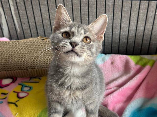 부산 동래구 온천장에서 구조된 새끼 고양이 '온천이'가 가족을 기다리고 있다. 라이프 제공