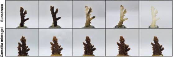 일반 선크림과 꽃가루 선크림이 산호에 미치는 영향을 비교 실험한 결과. 화학성분이 포함된 선크림을 바른 산호에서 백화 현상이 관찰됐다. 조남준 교수 제공