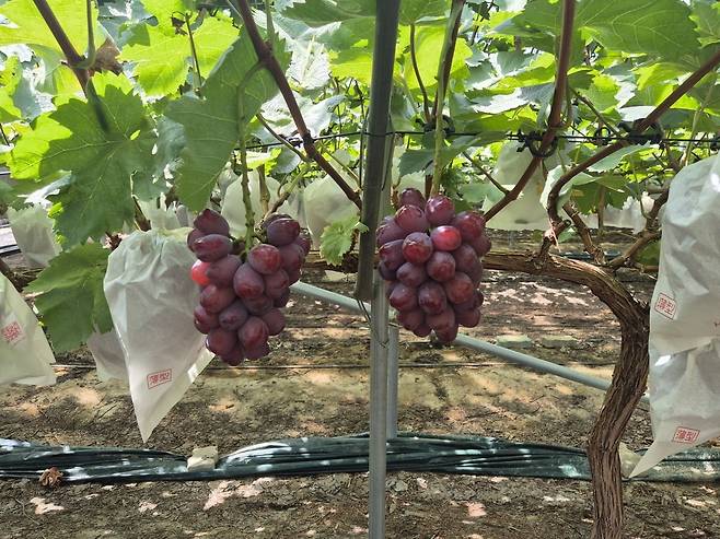 경북 성주에 있는 로열바인 포도 농장. 수확을 앞둔 포도송이가 매달려 있다. / 사진=라현진 기자