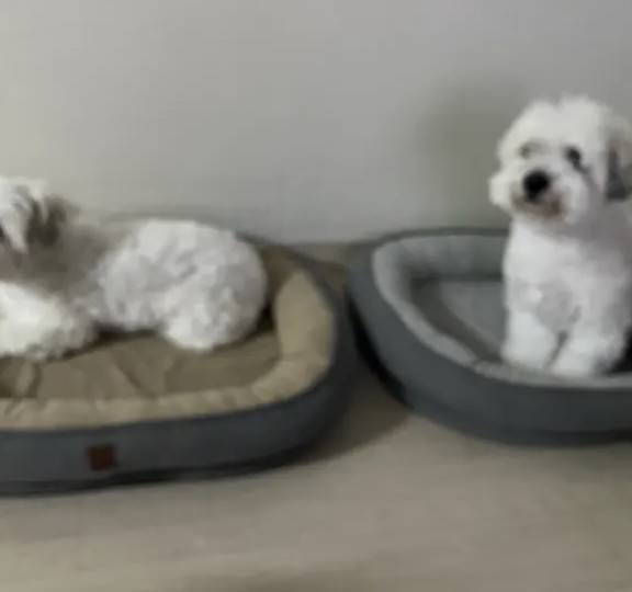 대도서관TV 커뮤니티 캡처