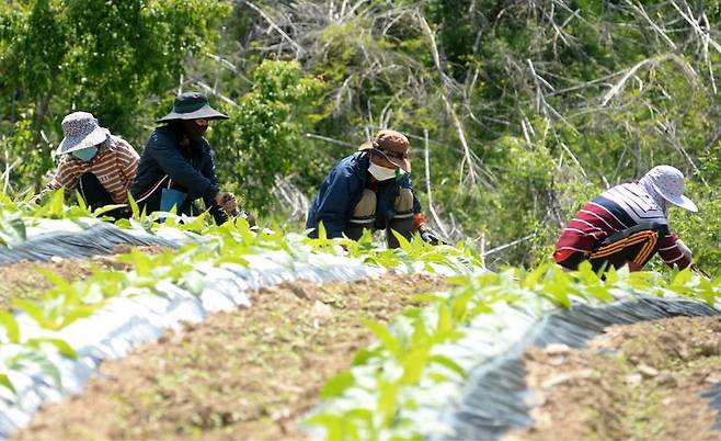 [화천=뉴시스] 19일 화천군은 올해 지역 농업인들의 일손부족 일등공신인 계절 근로자 430명을 도입할 계획이다 고 밝혔다. 화천군 제공. *재판매 및 DB 금지