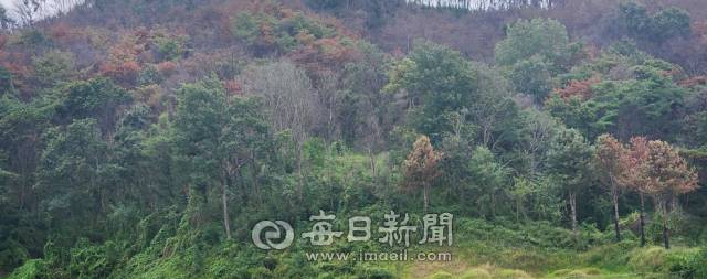 지난 12일 오전 찾은 안동시 남선면 현내리 마을 입구. 마을을 감싸던 산은 이미 초록을 잃고 누런 얼룩으로 가득했다. 손병현 기자