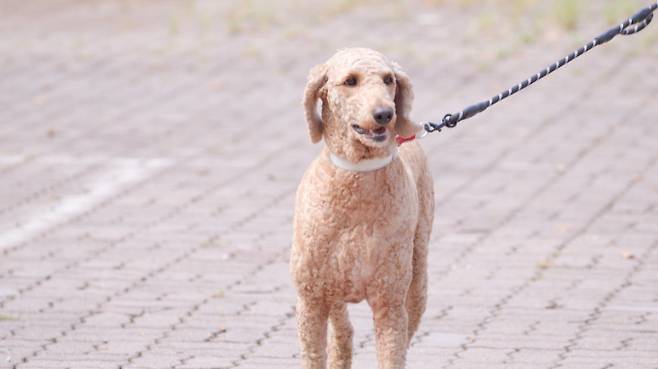 ‘개와 늑대의 시간’ 최애견 푸들 충격 반전 (제공: 채널A)