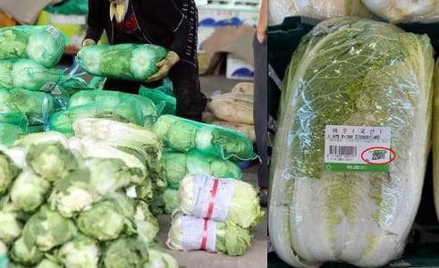 배추 가격이 치솟은 22일 서울 송파구 가락농수산물도매시장의 판매대에 배추가 놓여 있는 모습(왼쪽), 한 하나로마트에서 판매한 배추 한 포기 가격이 2만2000원으로 표시된 모습./뉴스1, 온라인커뮤니티