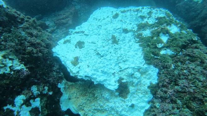 제주 산호 백화 현장. 산호가 하얗게 백화한 모습이다. 해양시민과학센터 파란 제공