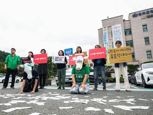 '동물학대 소싸움폐지 전국행동'은 15일 경북 청도군청 앞에서 상설 소싸움 경기장을 운영하는 청도공영사업공사의 폐지와 이와 별도로 열리는 민속 소싸움대회 중단을 촉구하는 기자회견을 열었다. 동물해방물결 제공