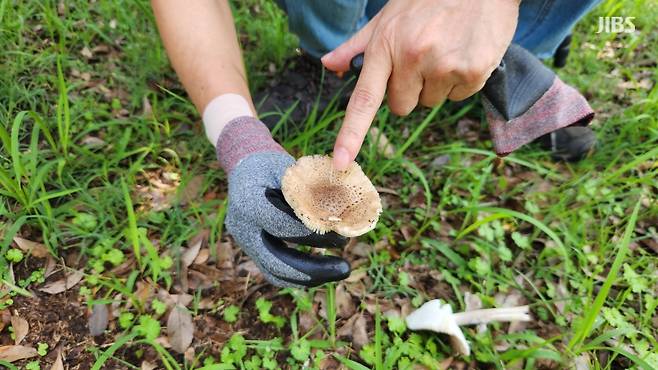 '흰갈대버섯' 균륜 바로 인근에서 발견된 다른 독버섯 '뱀껍질광대버섯' (사진, 신동원 기자)