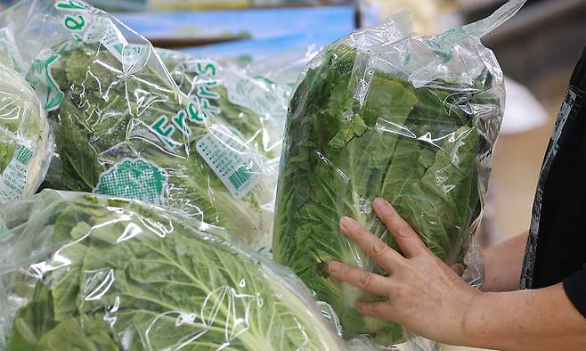 서울 한 마트에서 시민이 배추를 살피는 모습. 연합뉴스
