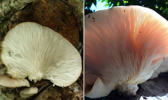 느타리버섯과 독버섯인 화경솔밭버섯. 농진청 제공