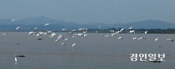 화성호 먹이활동하는 저어새들 새만금 신공항 조성 사업이 조류충돌 등의 이유로 제동이 걸리자 경기국제공항 후보지인 화성 화옹지구가 최소 15만마리의 새가 서식하는 철새도래지로 조류충돌 위험이 제기되면서 공항 후보지에 영향이 미칠 전망이다. 15일 화성시 화성호 일대에서 천연기념물인 저어새 무리가 먹이활동을 하고 있다. 2025.9.15 /최은성기자 ces7198@kyeongin.com