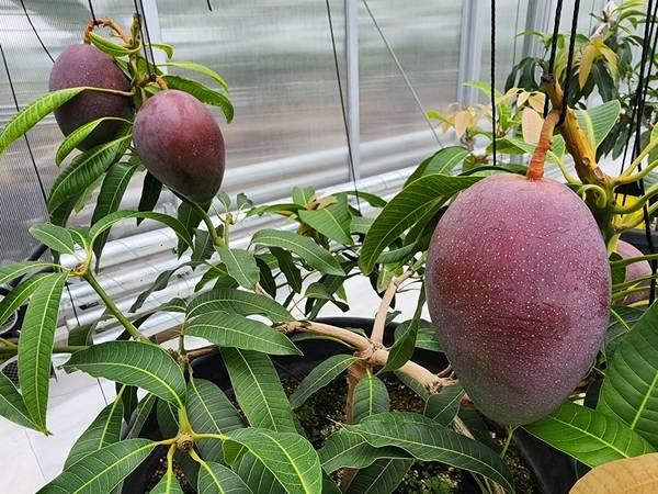 용인시 농업기술센터가 기후 변화에 따라 아열대 작물 재배 기틀을 마련하고 시장 판로를 열기 위해 후계농업인들을 양성 중이다. 사진은 애플망고. /용인시 제공