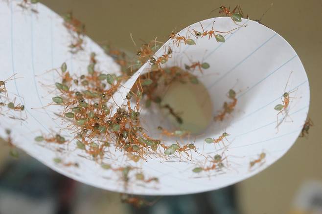 종이 잎을 말고 있는 베짜기개미. 각자 역할에 충실해 집단을 이루면 힘이 더 강해졌다./호주 맥쿼리대